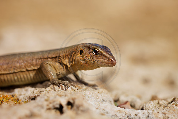 Blue Whip Tail Skink, Slagbaai NP