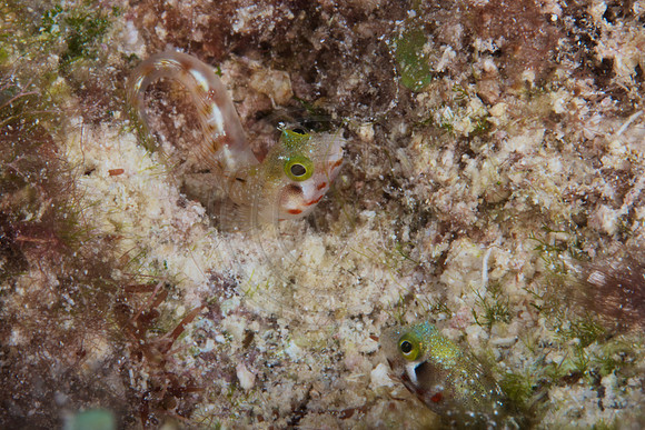 Scretary Blennies
