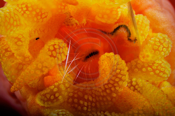 5x life size Yellow Tubestra coral polyp Feeding