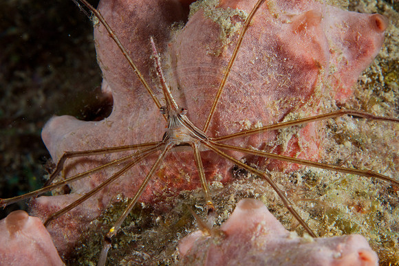 Arrow Crab