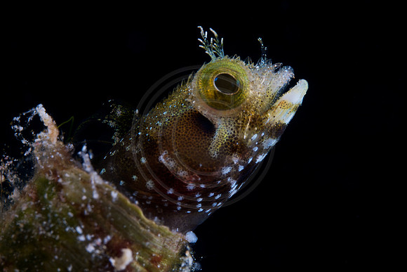 Secretary Blenny