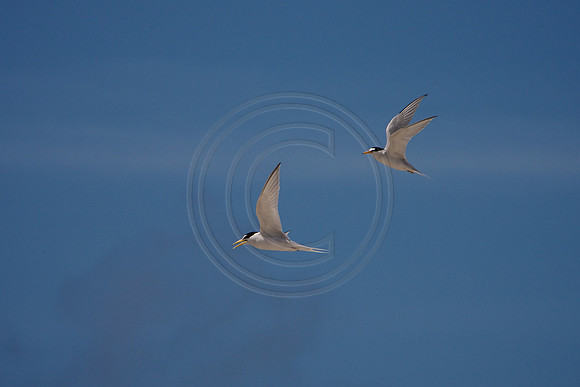 Terns