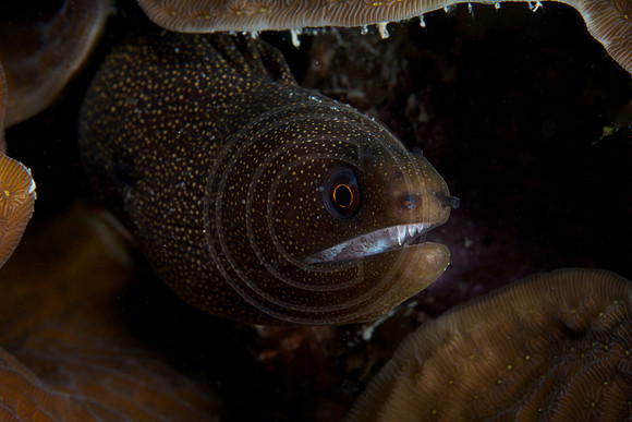Goldern Tail Moray