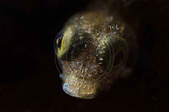 Secretary Blenny
