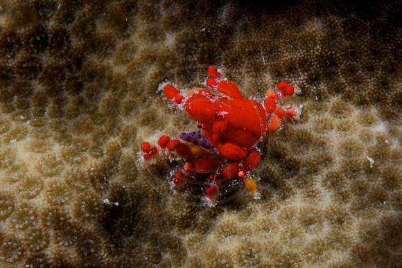 Decorator Crab