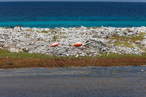 Flamingos
