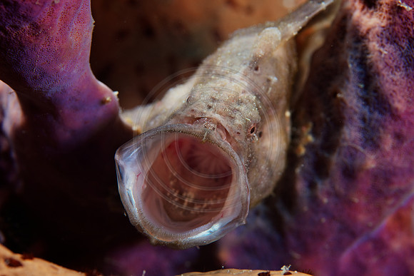 Yawning Frogfish