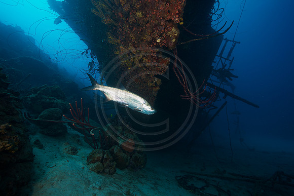 Tarpon on the Hilma Hooker