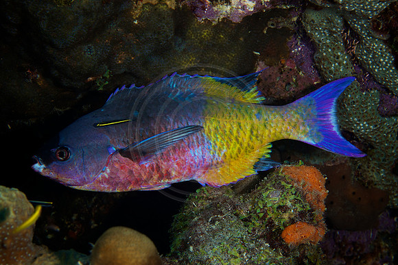 Bonaire Getaway, Bonaire Getaway