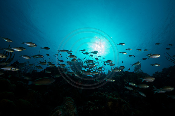 School of Brown Chromis on the reef