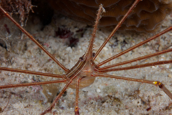 Arrow Crab