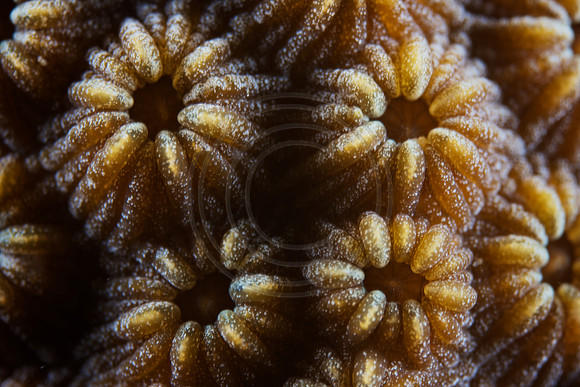 Hard Coral