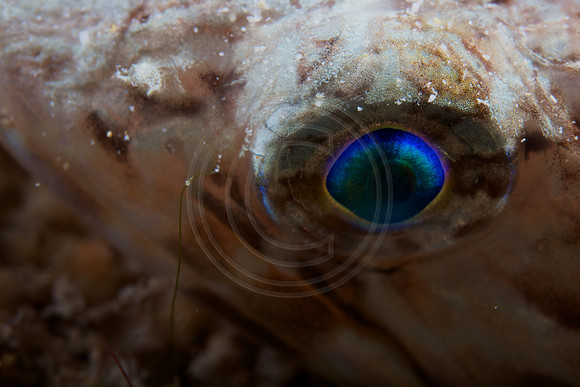 Lizard fish eyes