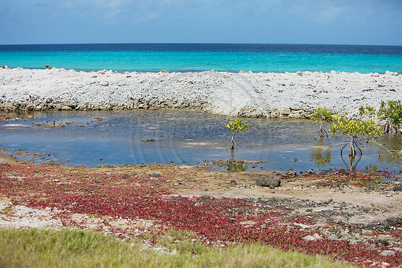 Bonaire sea shore