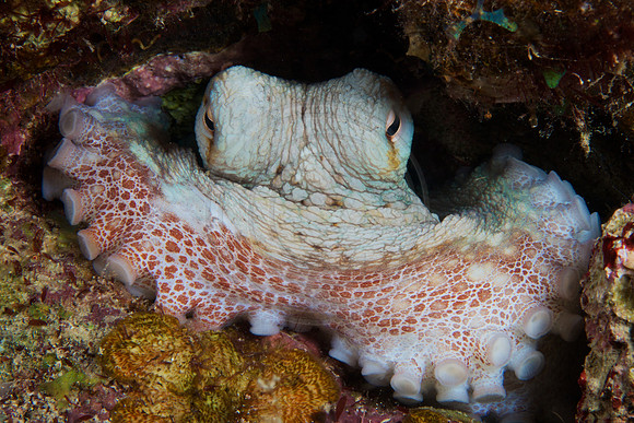 Common Octopus