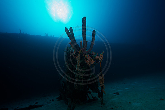 Sponges on the Hilma Hooker