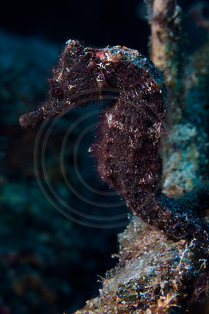 Sea Horse