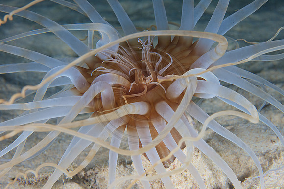 Sand Anenome