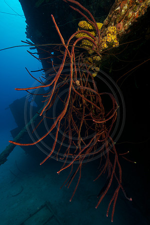 Hilma Hooker Wreck