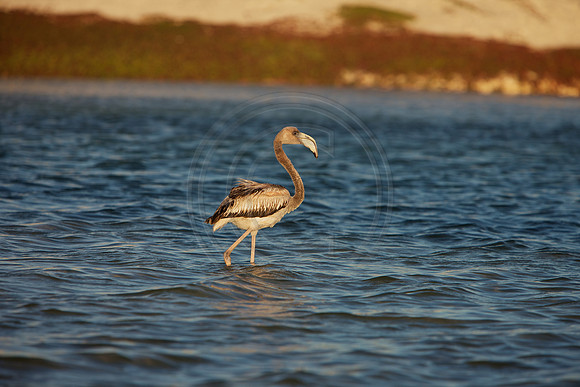 Brown Flamingo?