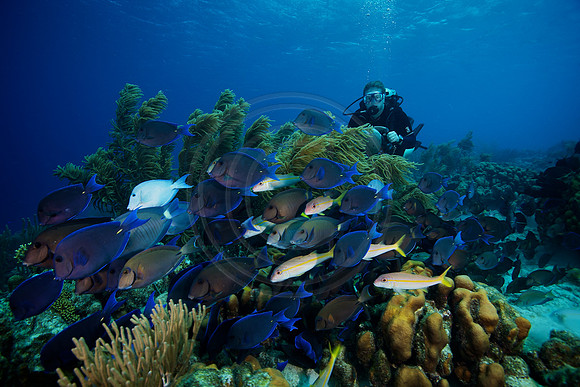 School of Blue Tang