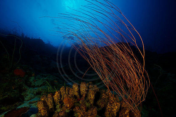 Bonaire Getaway, Bonaire Getaway