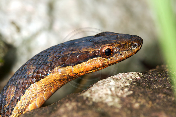 Red Bellied Racer