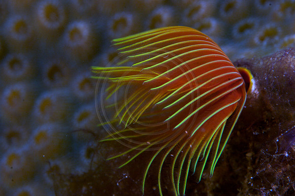 Star Horseshoe Worm