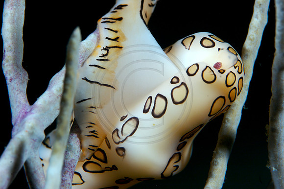 Flamingo Tongue