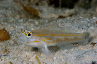 Palid Goby - Coryphopyerus eidolon