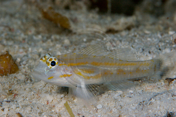 Palid Goby - Coryphopyerus eidolon
