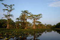 Caddo Lake, Texas 2005