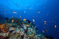 Australias Coral Sea and Great Barrier Reef 2008