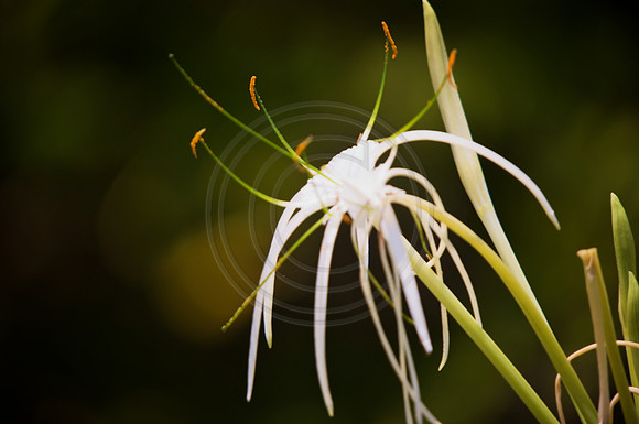 Peter Hughes Sun Dancer Belize