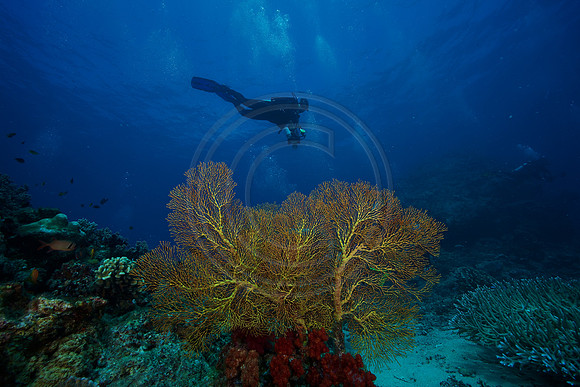 FIJI 2010
