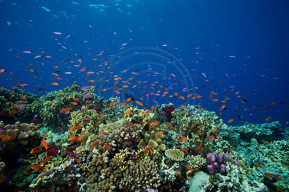 FIJI 2010