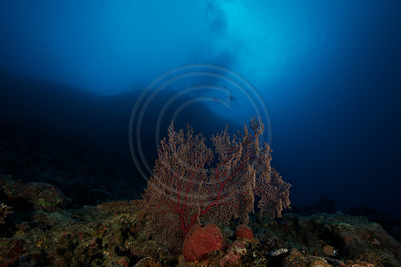 FIJI 2010