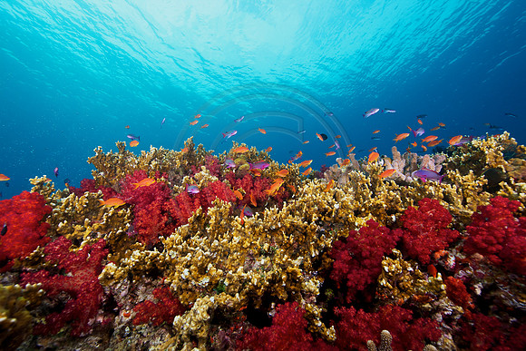 FIJI 2010