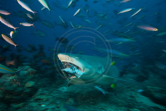 FIJI 2010