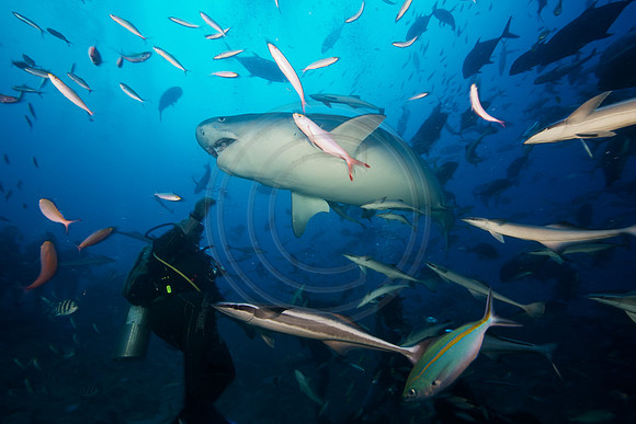 FIJI 2010