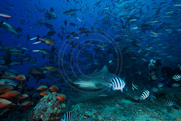 FIJI 2010
