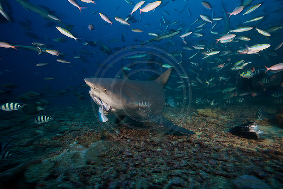 FIJI 2010