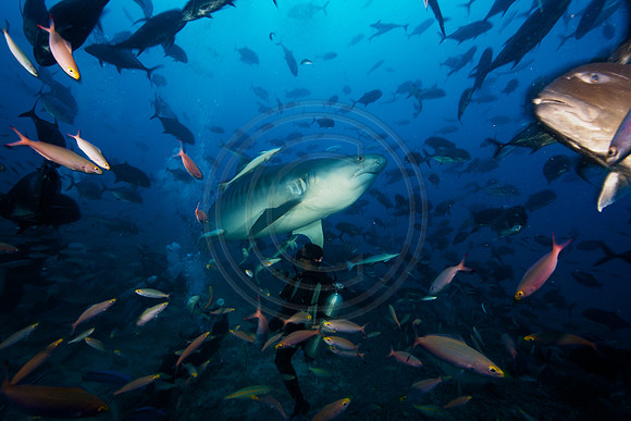 FIJI 2010