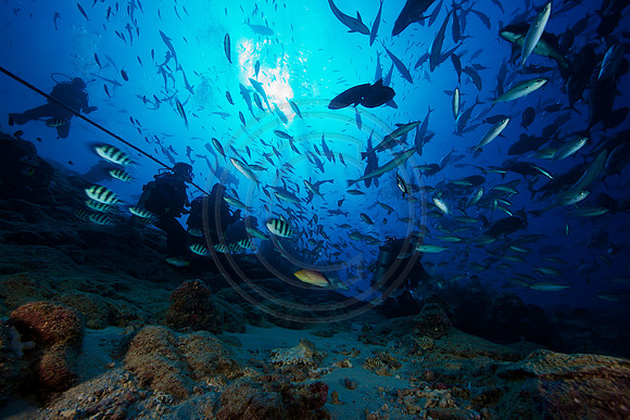 FIJI 2010