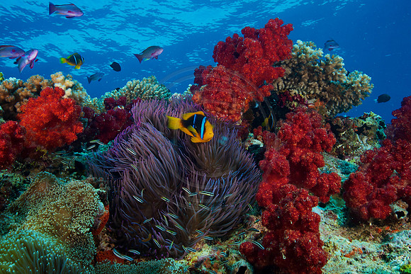 FIJI 2010