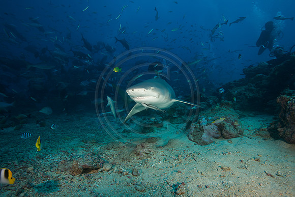 FIJI 2010