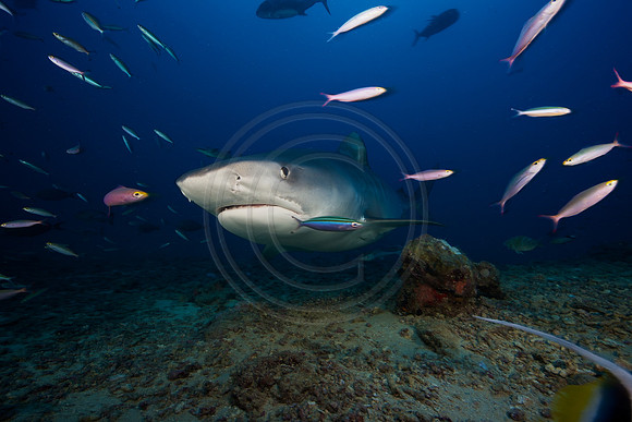 FIJI 2010
