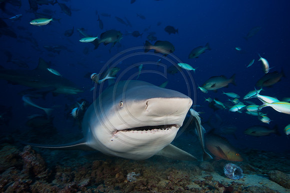 FIJI 2010