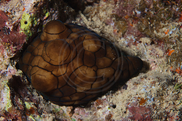 FIJI 2010