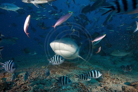 FIJI 2010